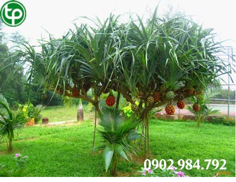 phân phối Quả dứa dại tại tphcm