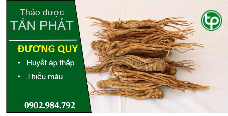 phân phối Đương quy tại tphcm