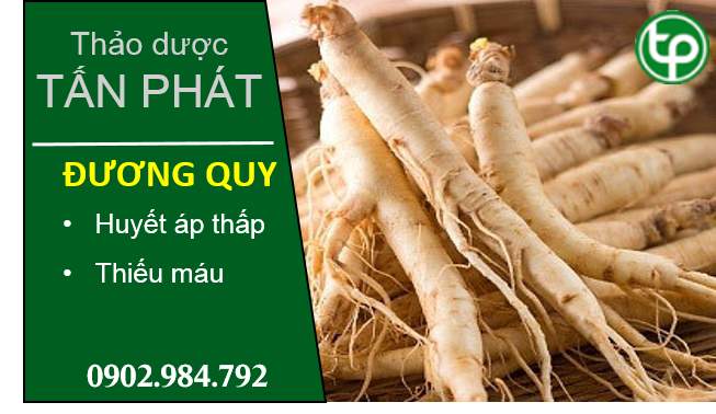 cung cấp Đương quy tại tphcm