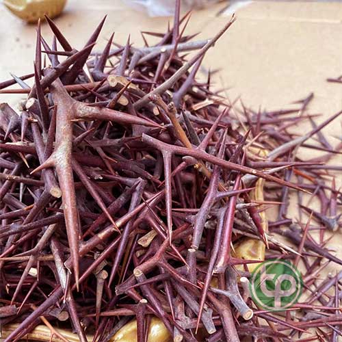 Địa chỉ cung cấp Gai Bồ Kết tại hcm 