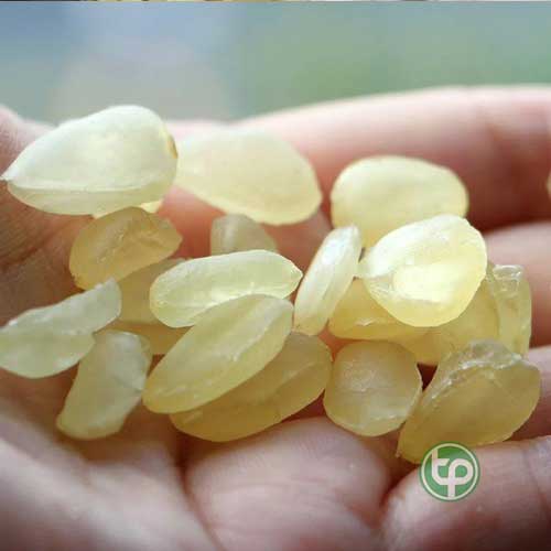 Công ty Bán Hạt Bồ Mễ Tại TP HCM? Công ty Bán Hạt Bồ Mễ Tại TP HCM?