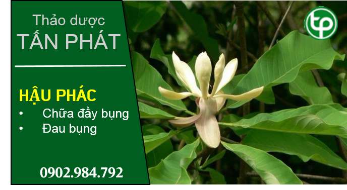 phân phối Hậu phác tại tphcm phân phối Hậu phác tại tphcm