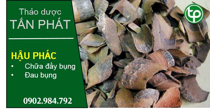 cung cấp Hậu phác tại tphcm cung cấp Hậu phác tại tphcm