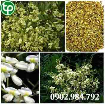 cung cấp Cây hoa hòe tại tphcm