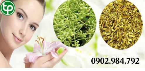 phân phối Cây hoa hòe tại tphcm 