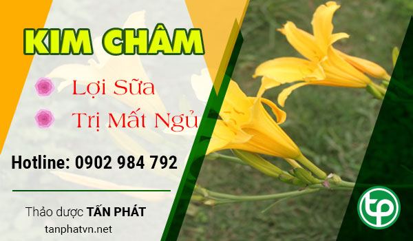 Phân phối hoa kim châm tại tphcm 