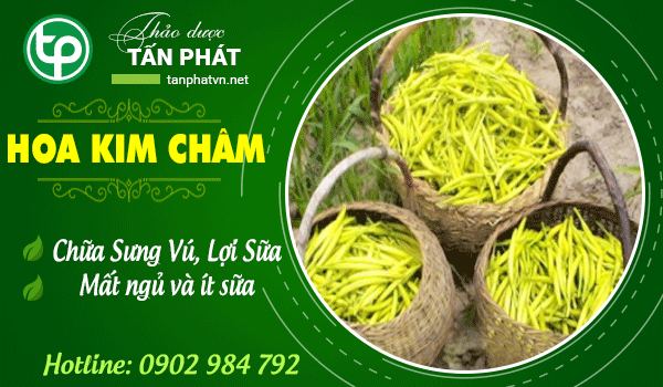 Công dụng hoa kim châm tại tphcm