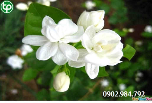 Cách sử Dụng Hoa Nhài tại tphcm
