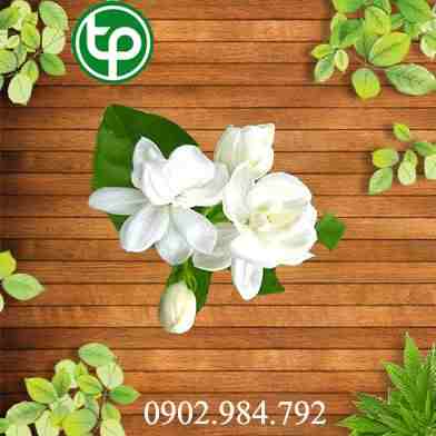 Mua Bán Hoa Nhài tại tphcm