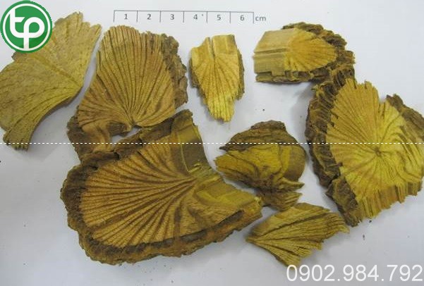 phân phối Hoàng đằng tại tphcm