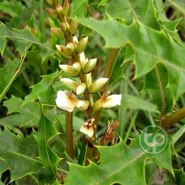 cung cấp hoàng liên ô rô tại tphcm