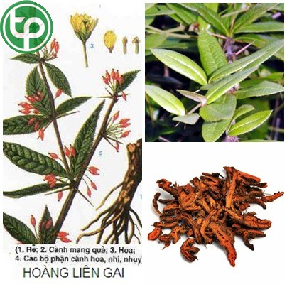 Hoàng liên