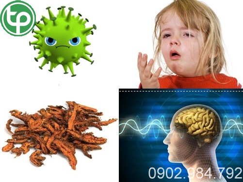 cung cấp Hoàng liên tại tphcm