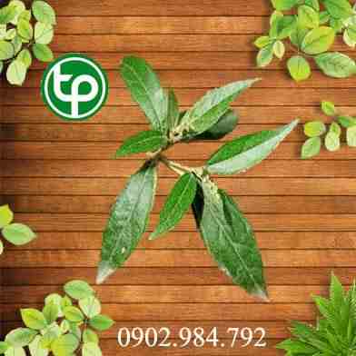 Mua Bán khổ sâm tại tphcm