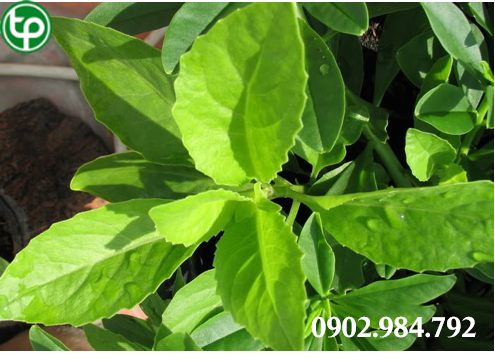 Cách Sử Dụng Cây kim thất tai tại tphcm