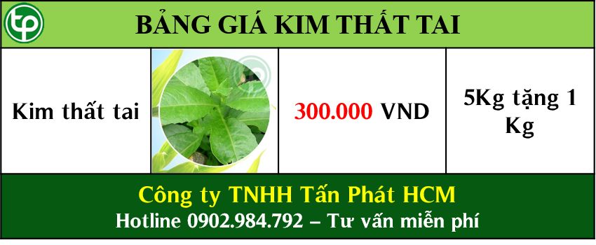 Bảng giá bán cây kim thất tai tại tphcm 