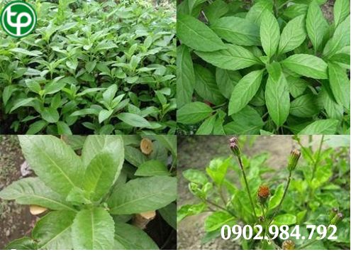  Công Dụng Hay Tác Dụng Của Cây kim thất tai tại tphcm 