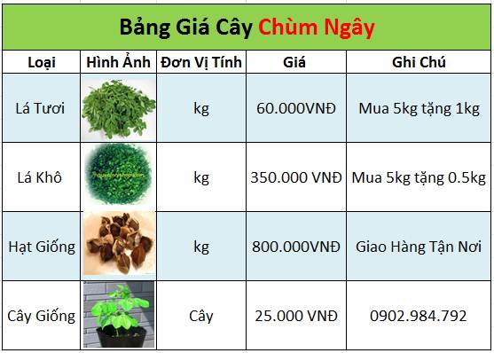 bảng giá Lá Chùm Ngây tại tphcm