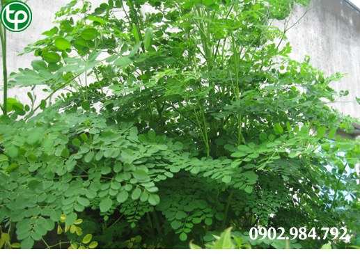 cung cấp Lá Chùm Ngây tại tphcm