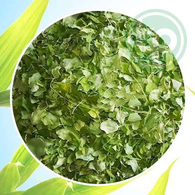 Mua Bán Lá Chùm Ngây tại tphcm