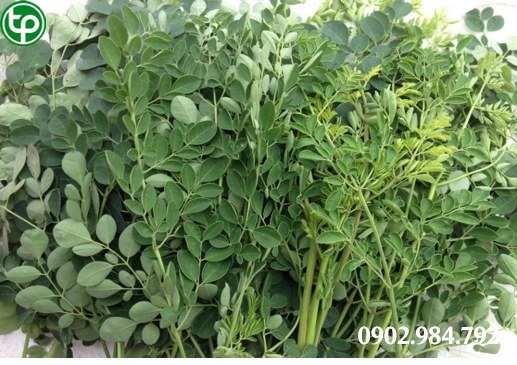 phân phối Lá Chùm Ngây tại tphcm 