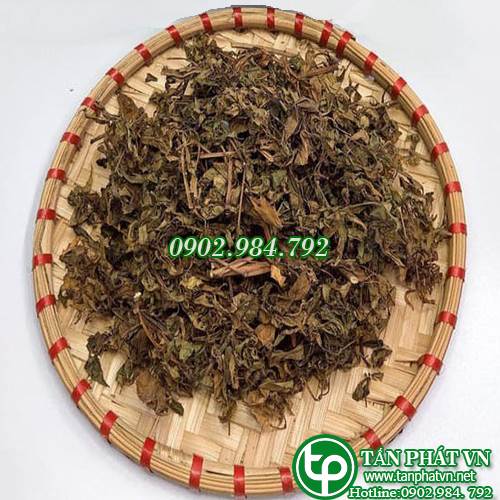 mua bán lá đinh lăng tại tphcm