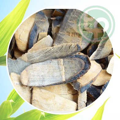 Cách Sử Dụng Lá Hồng Rừng tại tphcm
