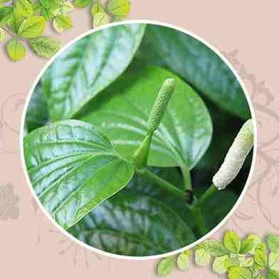 mua bán lá lốt tại tphcm