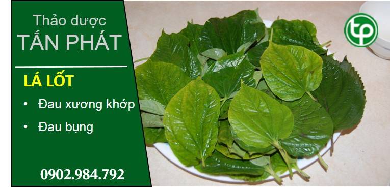 phân phối lá lốt tại tphcm