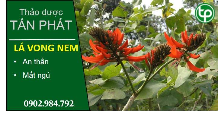 cung cấp Lá vông tại tphcm