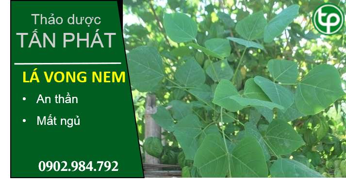 Công dụng của lá vông nem tại TPHCM
