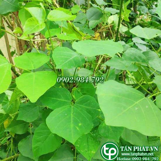 Lá vông nem tươi tại tphcm