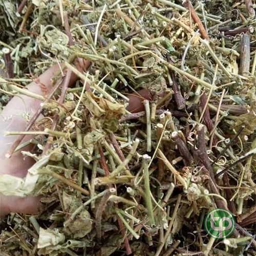 Địa chỉ bán lạc tiên tại TPHCM