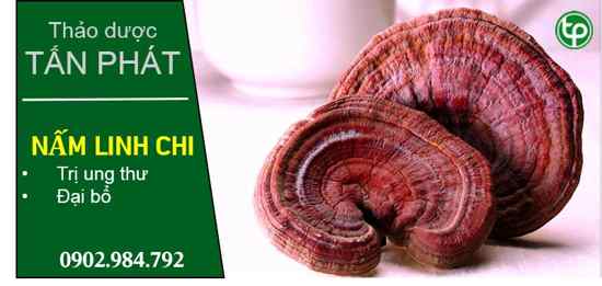 cung cấp Nấm linh chi tại tphcm