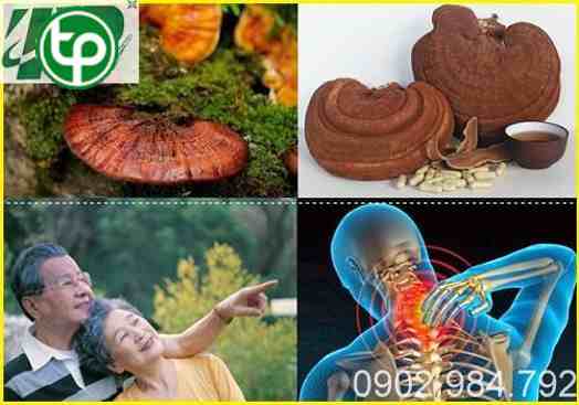 phân phối Nấm linh chi tại tphcm