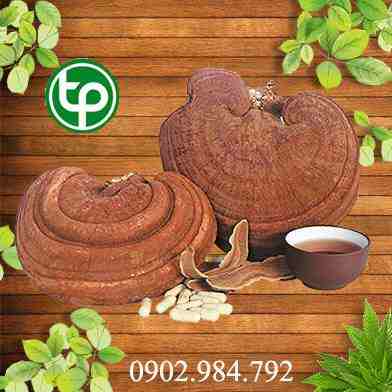Mua Bán  Nấm linh chi tại tphcm 