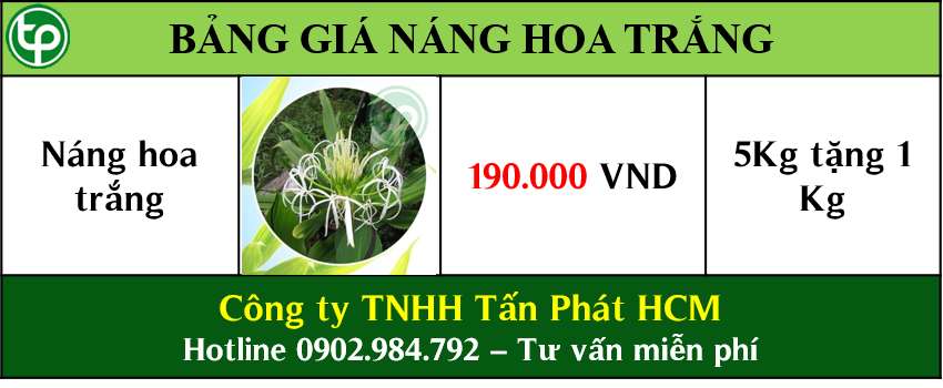 mua bán cây náng hoa trắng tại tphcm