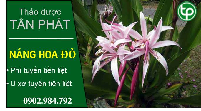 phân phối Cây náng hoa trắng tại tphcm