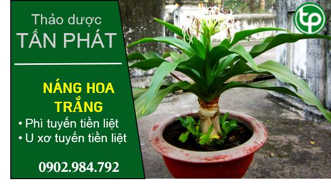 cung cấp Cây náng hoa trắng tại tphcm
