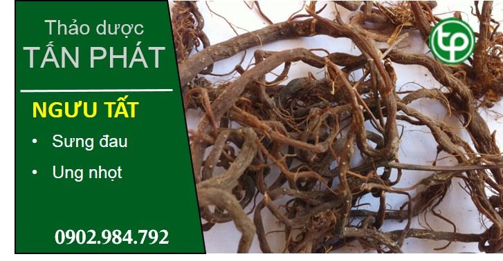 phân phối Ngưu tất tại tphcm phân phối Ngưu tất tại tphcm