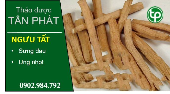 cung cấp Ngưu tất tại tphcm cung cấp Ngưu tất tại tphcm