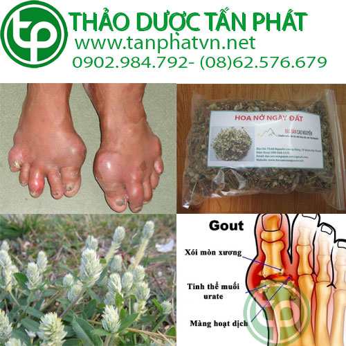 cung cấp Nở ngày đất tại tphcm