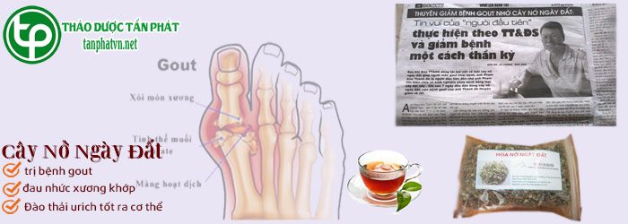 phân phối Nở ngày đất tại tphcm