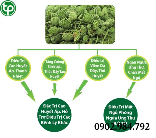 cung cấp Nụ hoa tam thất tại tphcm 