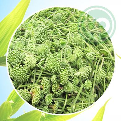 Mua Bán Nụ hoa tam thất tại tphcm 