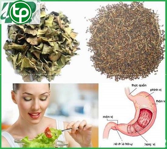 Công Dụng Chữa Bệnh Của Nụ vối tại tphcm Công Dụng Chữa Bệnh Của Nụ vối tại tphcm