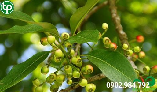 Cách Sử Dụng Nụ vối tại tphcm Cách Sử Dụng Nụ vối tại tphcm