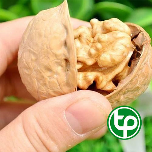 Óc chó vàng tách vỏ tấn phát