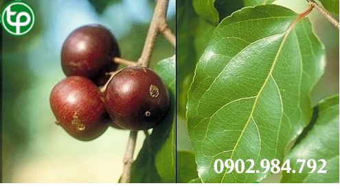 phân phối Rễ hồng quân tại tphcm