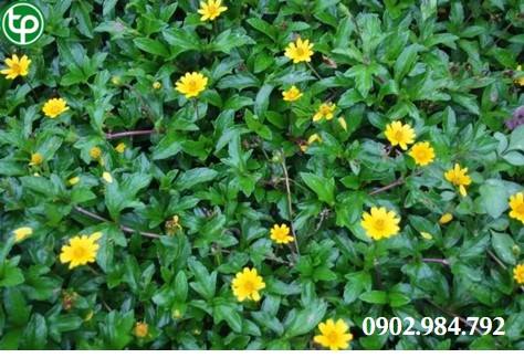 Công Dụng Hay Tác Dụng Của Cây Sài Đất tại tphcm